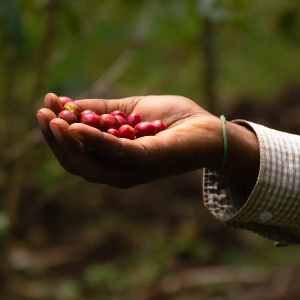 Amokka Coffee - Choose your favorites