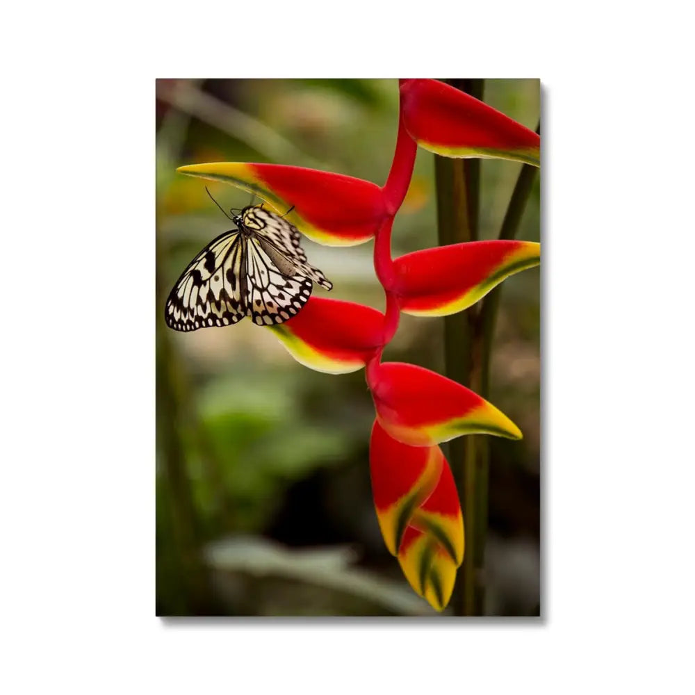 Butterfly by David Mecey Canvas - 20’x28’ / White Wrap