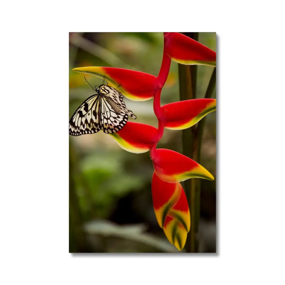 Butterfly by David Mecey Eco Canvas - 20’x30’ / White