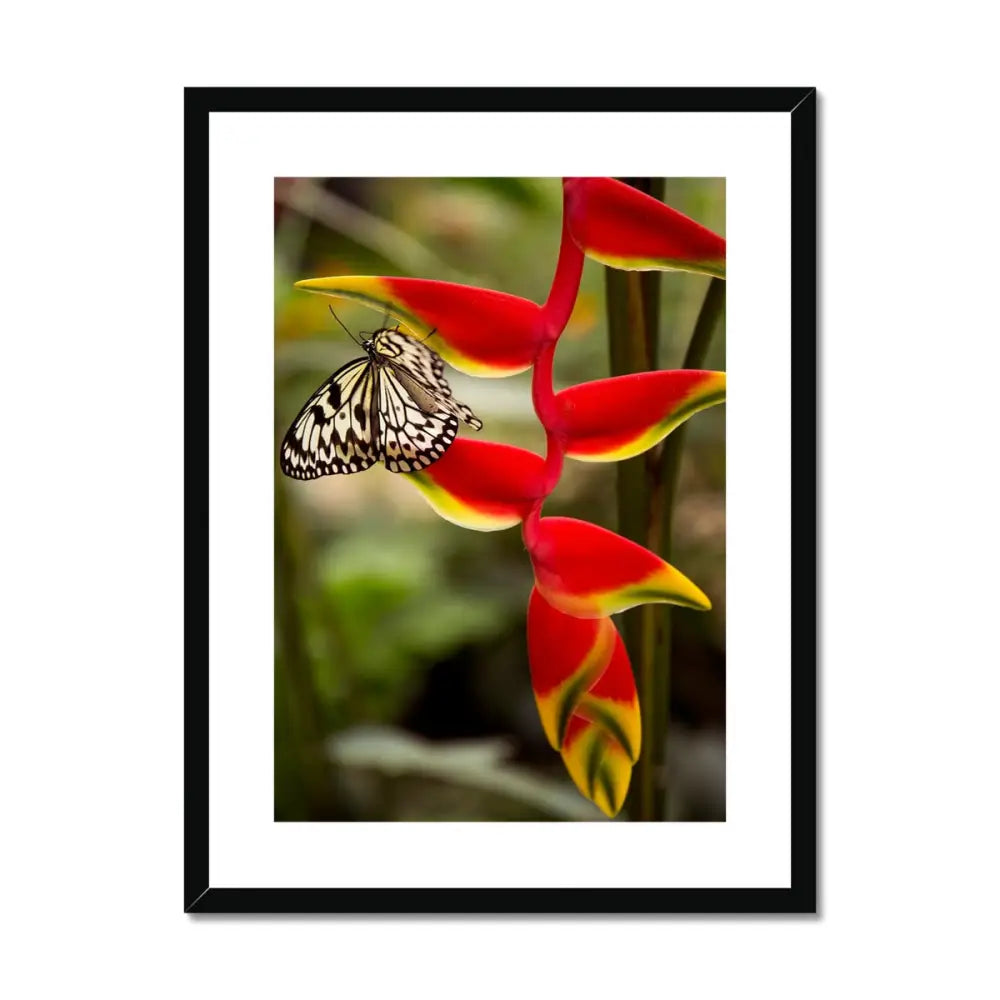 Butterfly by David Mecey Framed & Mounted Print