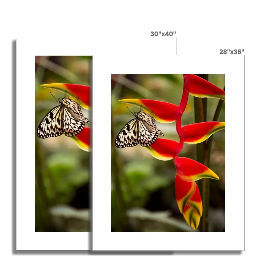 Butterfly Rolled Eco Canvas - Fine art